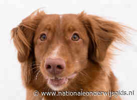 Studenten kunnen honden aaien om ontspannen aan de toetsweek te beginnen