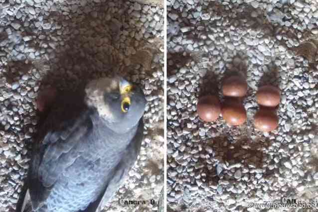 Slechtvalken broeden opnieuw in toren basiliek