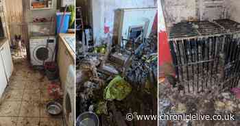 RSPCA officers 'nearly sick' after dogs were found living in 'deplorable conditions' in County Durham home