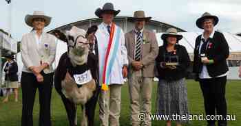 Canowindra exhibitor wins grand champion beef parader title in tough field