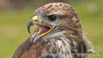 Stadt Landsberg warnt vor brütenden Mäusebussarden im Wildpark