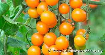 Grow your own tomatoes for a 'supersweet' price with You Garden