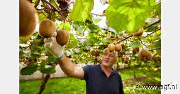 "Het SunGold kiwi-seizoen zal een week eerder beginnen, waarna het eerste groene fruit begin mei aankomt"