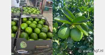 "Limes die naar de VS zouden gaan, komen nu in Europa terecht"