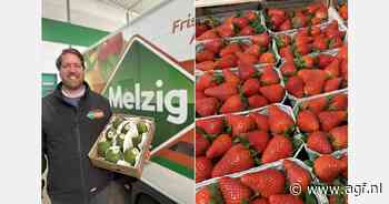 "Tot aan Pasen nog Italiaanse aardbeien in Duitse handel"