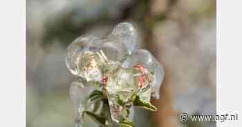 "Vrieskou zorgt hier voor weinig zorgen, maar wel angst voor vroeg steenfruit in Oost-Europa"