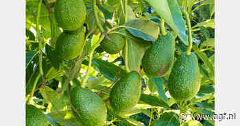 Brazilië start avocadoexport naar vier nieuwe markten