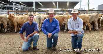 'Top notch' weaner steers reach $1650 at Scone after phenomenal season