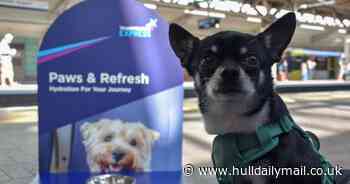 Travel set to be more pawsitive for dogs at local train stations