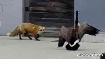 #TheMoment a Canada goose battled a fox on the streets of Toronto
