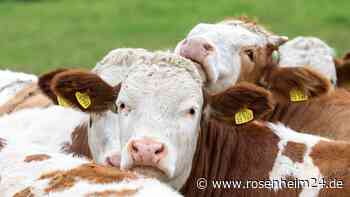 Neun tote Rinder auf Hof in Bad Aibling entdeckt: Weiteres musste eingeschläfert werden