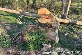 Speelbos ligt er wat verslagen bij, maar daar komt verandering in