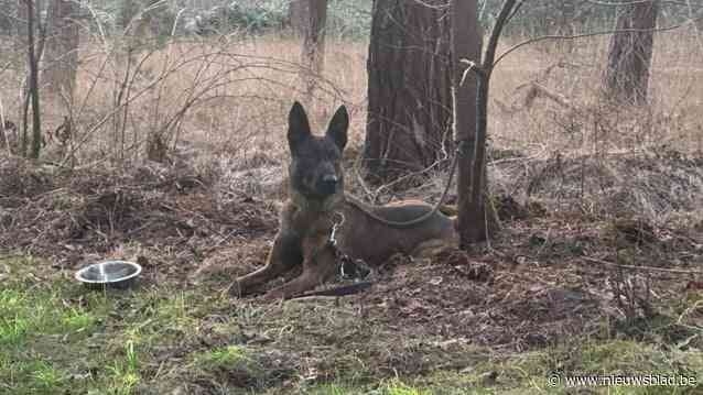 Wie bond ‘Max’ vast aan boom? “Veel langer mocht het niet duren, of hij had zichzelf opgehangen”