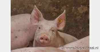 "Stikstofbeleid belemmert groei biologische varkenshouderij"