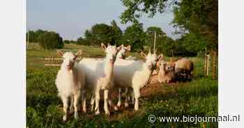 Coöperatief model geeft toekomst aan biologische geitenboerderij