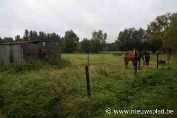 Weides krijgen nummer om makkelijker eigenaar van loslopende dieren te vinden