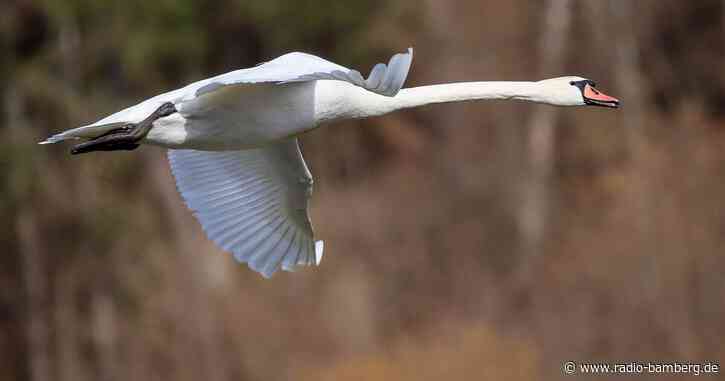 Schwan legt Bruchlandung auf Straße hin