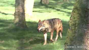 Immer mehr Wolfssichtungen in NRW