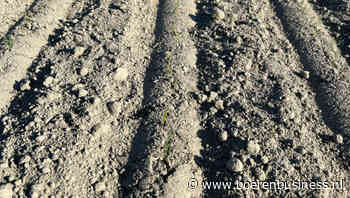 Uien komen traag op gang door droogte en kou