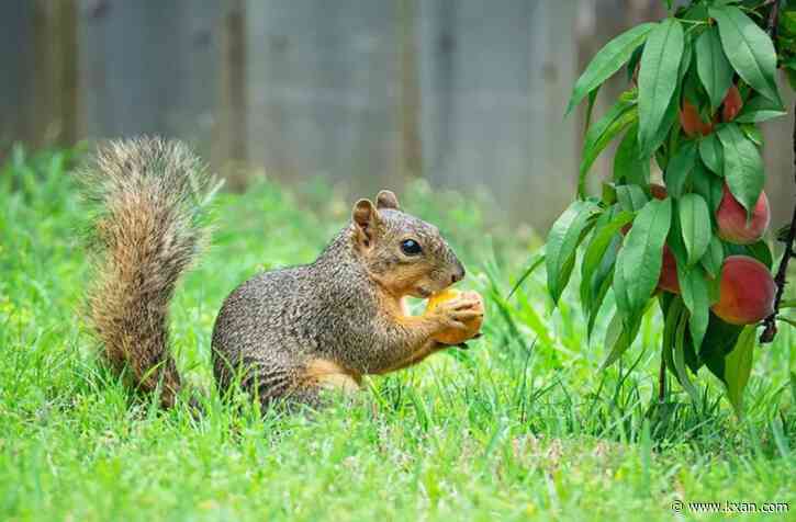LIVE: Weekend Watch: Squirrel Fest squeaks in and UT Softball