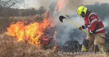 'Beautiful' pony dies in grass fire as sheep heard 'crying in terror'