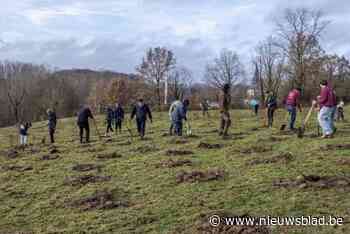 Roosdaal kreeg de afgelopen jaren 13.000 bomen extra: “Waar mogelijk komen er nog”