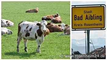 Zehn tote Rinder auf Hof in Bad Aibling: Schlimmer Verdacht steht nun im Raum