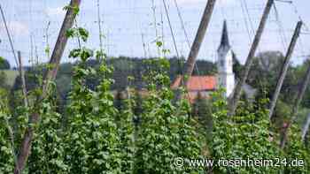 Bayern in der Hopfenkrise: Bauern greifen zu skurriler Maßnahme