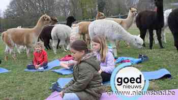 Op ‘t Heeseinde in Ham doen kinderen aan yoga tussen de alpaca’s
