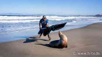 "Wie besessen": Giftige Algenblüte macht Seelöwen bösartig und aggressiv