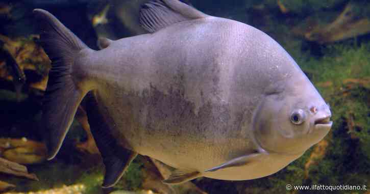 “Un pesce simile a un piranha con denti umani, pesa più di 40 chili ed è più lungo di un metro ci attacca”: l’allarme di 100 turisti fa chiudere un resort