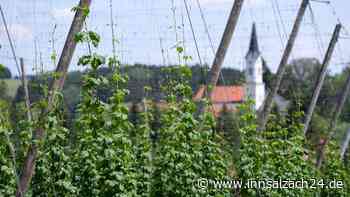Bayern in der Hopfenkrise: Bauern greifen zu skurriler Maßnahme