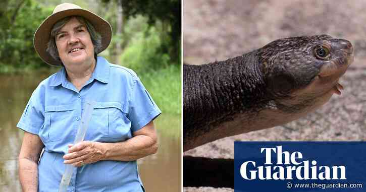 Endangered bum-breathing turtles and the town working to save them – video