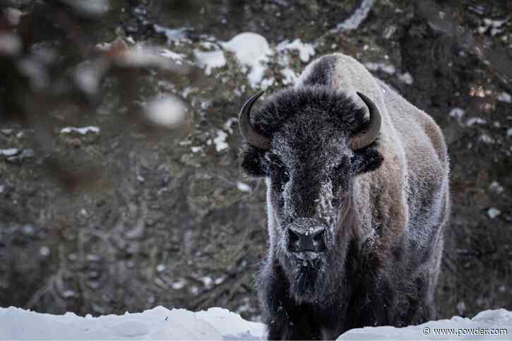 The 7 Best Ski Resorts for Spotting Wildlife