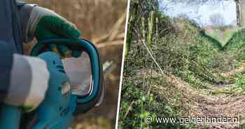 Eeuwenoude Maasheggen kapot gemaaid in broedseizoen: ‘Hier is laatste woord niet over gezegd’