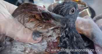 Two pigeons shot on same Charlton street in suspected catapult attack