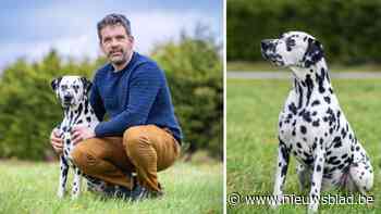 Maak kennis met Vic (4), de mooiste dalmatiër ter wereld: “Het zijn echte knuffeldieren”