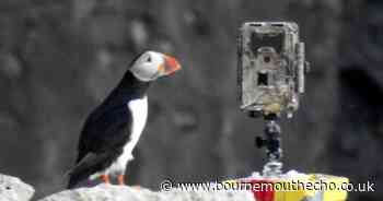 Puffin decline in Purbeck 'is a mystery' despite huge data