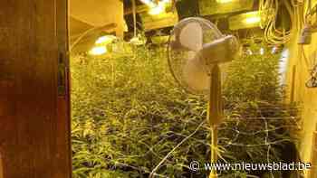 Politie ontdekt cannabisplantage met 400 planten, zes verdachten gearresteerd