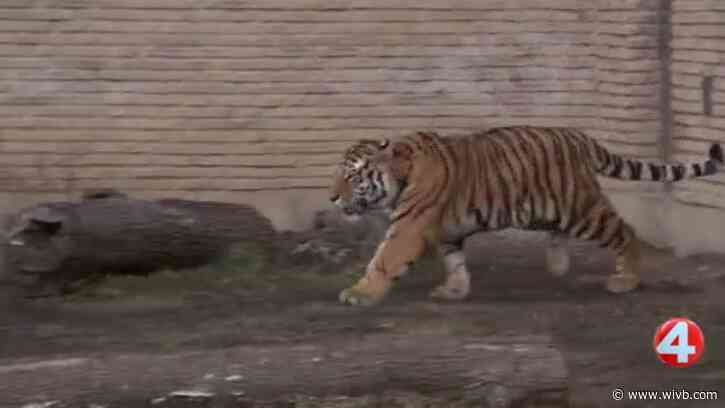Buffalo Zoo celebrates 150 years with wild memories and new friends