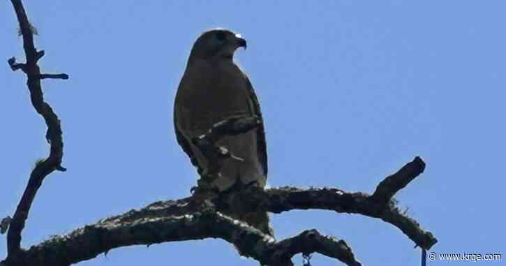 Watch: Hawks attack humans outside Florida business