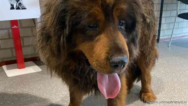 Debbie en baasje Django weer samen na hachelijk avontuur op snelweg