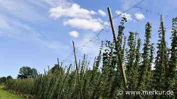 Extremer Preisverfall um bis zu 90 Prozent: Hopfenbauern vernichten ihre Pflanzen
