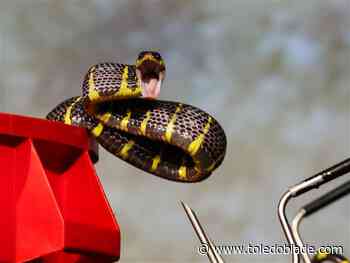 Photo Gallery: Venomous Reptiles of the World demonstration at Toledo Zoo