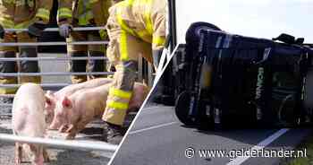 KIJK | Snelweg uren dicht als vrachtwagen met biggetjes kantelt