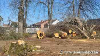 150 jaar oude lindebomen maken plaats voor nieuwbouwproject: “Kap wordt ruimschoots gecompenseerd”