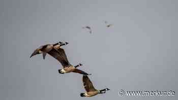 Kleinkind überlebt Infektion nicht: Urlaubsland meldet ersten Todesfall mit Vogelgrippe