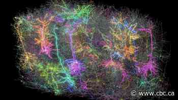 This isn't a galaxy — it's a map of a mouse's brain