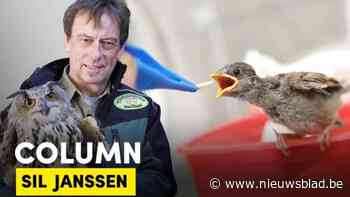 COLUMN Sil Janssen. Jonge eekhoorntjes maken dierenverzorgers blij