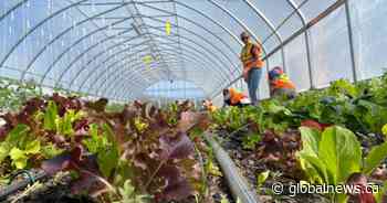 City Farms gardening program shuts down, Edmonton’s Food Bank feels the hit